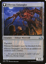 Tangleclaw Werewolf // Fibrous Entangler (174) - Eldritch Moon (EMN)